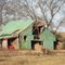Old Greenie with wind damage