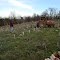 Chestnut Ridge Backcross Orchard