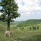 Spring Calf in Moore County hills near Lynchburg Tn