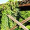 Unused railroad trestle along West Jackson Street, Shelbyville - Walking Horse and Eastern (WHOE) Railway