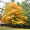 Our favorite tree
