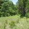 Limestone Cedar Barren