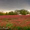Field of Red Clover