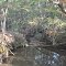 HCR 1640 Woodland Stream