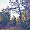 Sunrise in the Woods