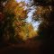 East Texas Autumn Colors