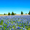 Wild Bluebonnets / Palmer Texas
