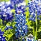 Texas Blue Bonnets Palmer Texas / Olympus Evolt 500