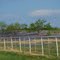 Ennis Texas Bluebonnet Trails
