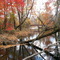 Medford Park