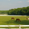 Race Horse Ranch (With Canada Geese Sharing)