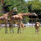 Giraffe Family