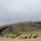 THE FOG COVERING HILLS,MONTANA,(LA NIEBLA CUBRIENDO LAS COLINAS)U.S.A.