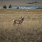 Pronghorn Antelope at Canyon Ferry Lake, MT