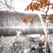 Birchwood Lake