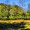 Glades in their near peak glory