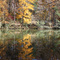 Ivy Creek, November 2008