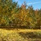 Apple Trees