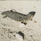 Skink-Eyre Peninsula