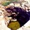 eternal spring (Eyre's waterhole)