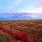 Autumn Wheat Field