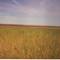 Washington Wheat Field