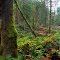 Mima trail in autumn