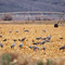 Sandhill Cranes near WA-26