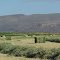 Timothy Hay field