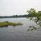 Swans nesting in Tuckahoe WMA