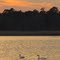 Mute Swans in Tuckahoe WMA Middle Pool