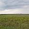 Buena Vista Prairie Chicken Meadow State Natural Area