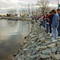 Sturgeon spawn in Shiocton