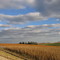 Sunset Field