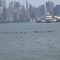 Patos en el Hudson river...9 + 6