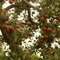 Apples
