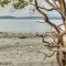 Beach at Foul Weather Bluff Preserve