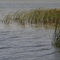 Lake Michigan shoreline (2)