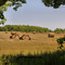 Landscape in Wisconsin