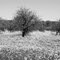 Faded Splendor in B & W