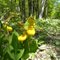 Yellow Lady's Slipper...the Official Flower of Door County
