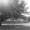 tree and sunlight effects