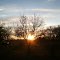 Sunset through the trees