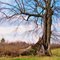 Split Tree