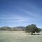 Oak in a Field
