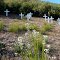 Memorial Crosses for firefighter victims of Rattlesnake Fire