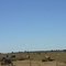 More Cattle