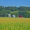 Corn & silos, Loess Hills, Iowa