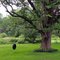 Tire Swing