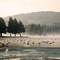 Allegany Mountain RV Resort lake and ducks